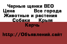 Черные щенки ВЕО › Цена ­ 5 000 - Все города Животные и растения » Собаки   . Крым,Керчь